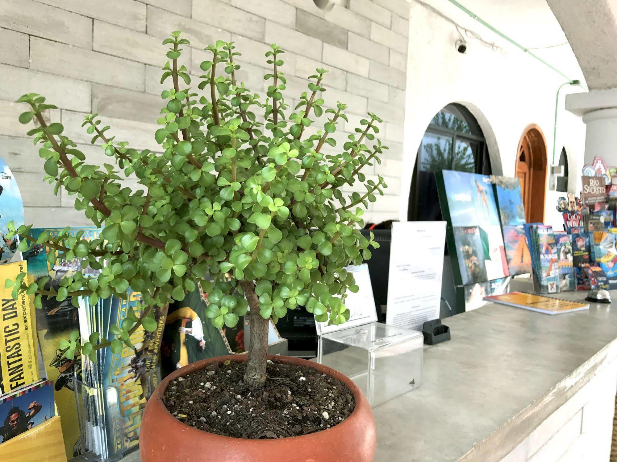 Hotel Villas San Ignacio Плая дел Кармен Екстериор снимка
